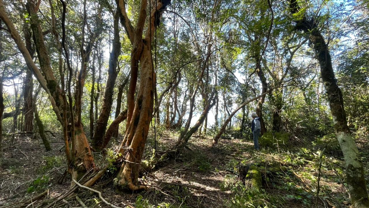 Terreno de 1,8 ha en la ribera norte del lago Villarrica