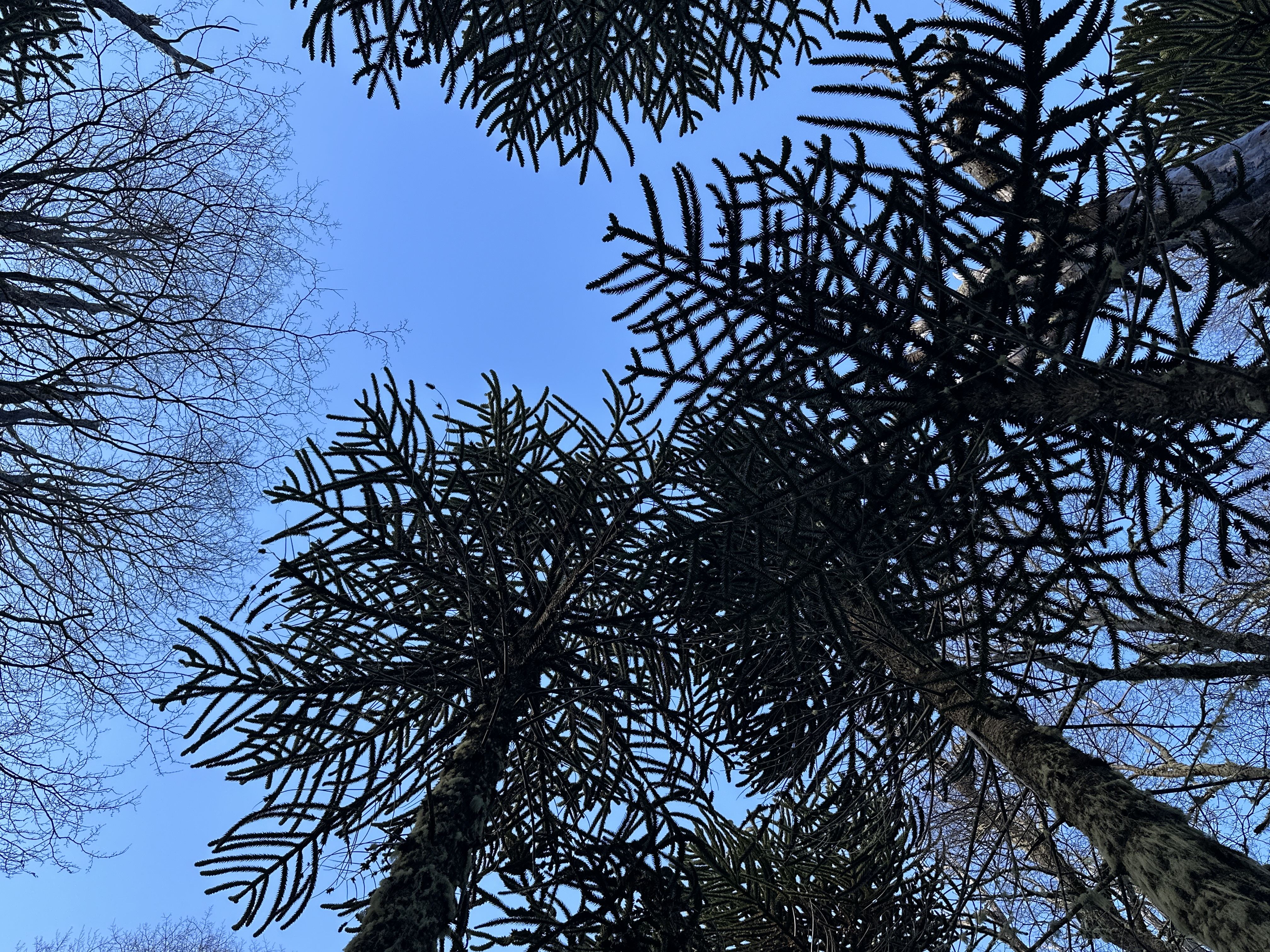 Araucarias, agua y sol a 3 km de Corralco