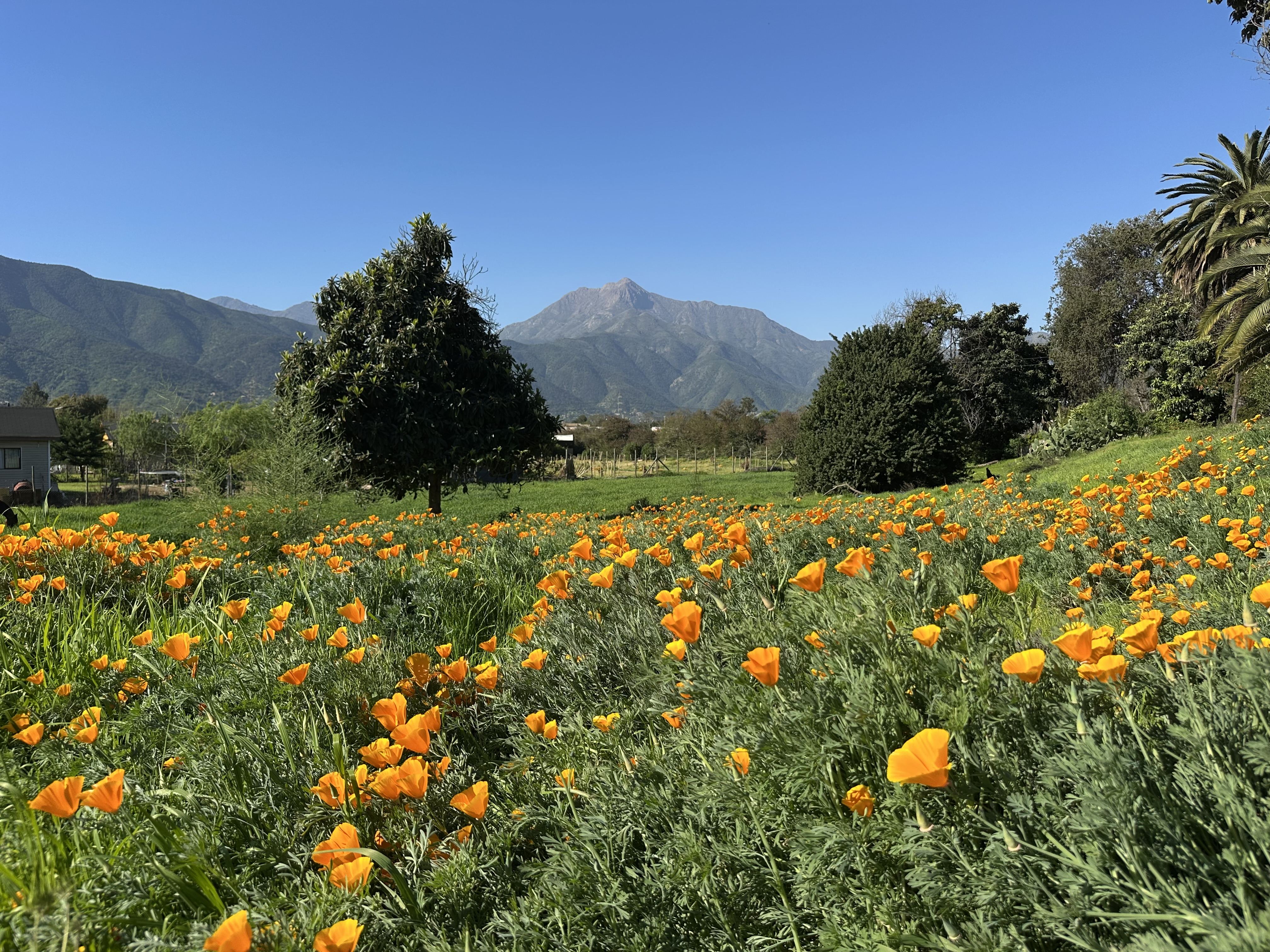 10.000m de campo chileno en Olmué